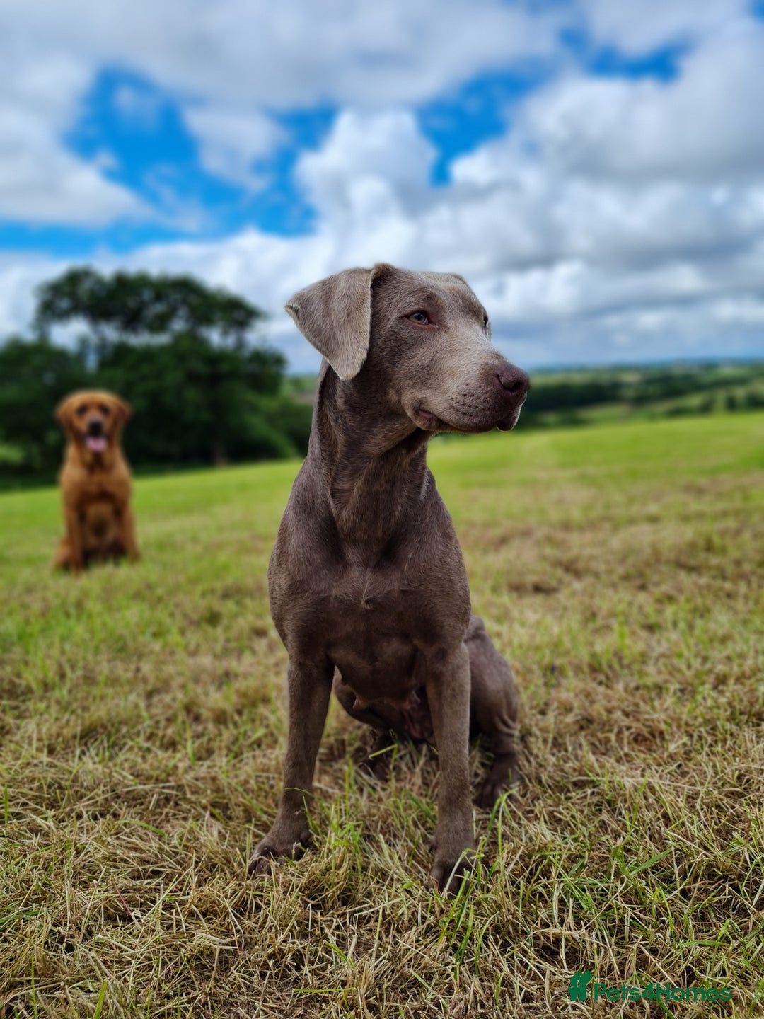 Labrador Retriever dogs for sale: Lovable, Quality KC black labradors  - Image 10