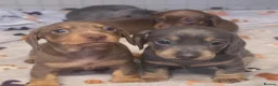 Miniature Dachshund dogs for sale: Adorable KC registered miniature dachshund puppies in Leeds - Advert 7