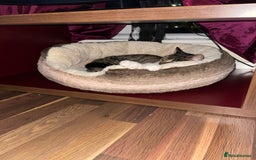 Mixed Breed cats for sale: 2 female playful kittens - Image 5