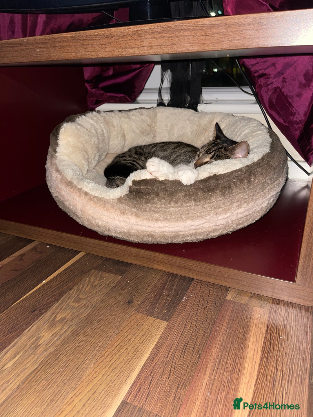 Mixed Breed cats for sale: 2 female playful kittens - Image 5