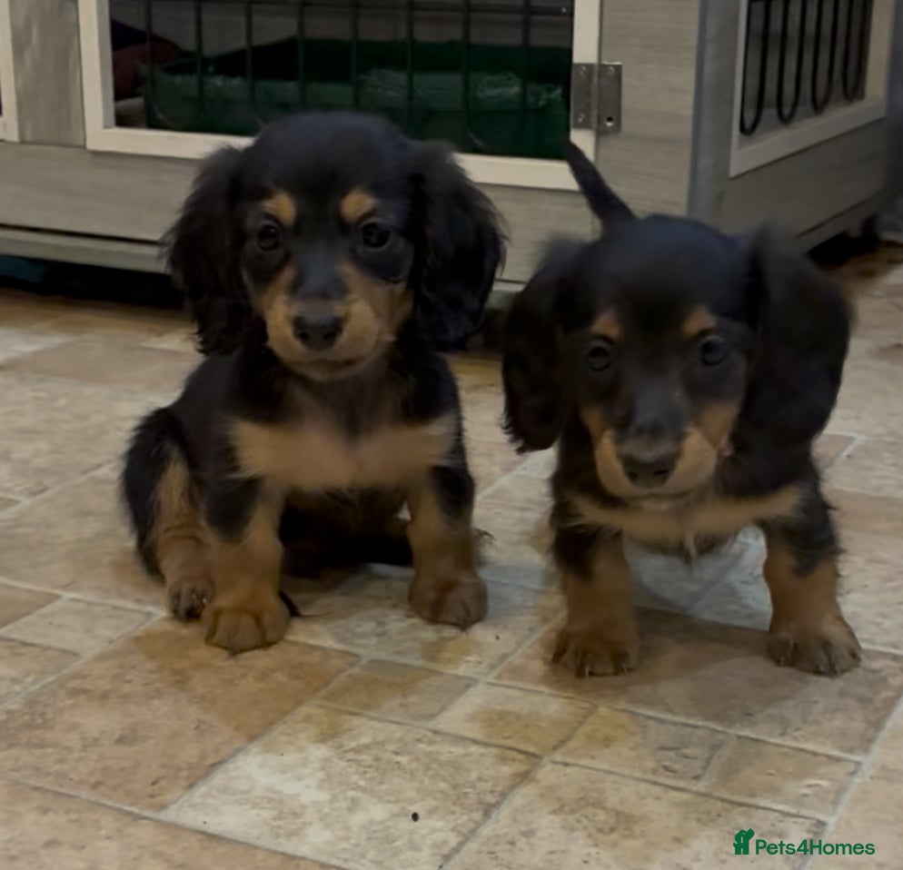 Miniature Dachshund dogs EXCEPTIONAL KC REG BRINDLE POINTED PUPS - Advert 12