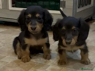 Miniature Dachshund dogs EXCEPTIONAL KC REG BRINDLE POINTED PUPS - Advert 12