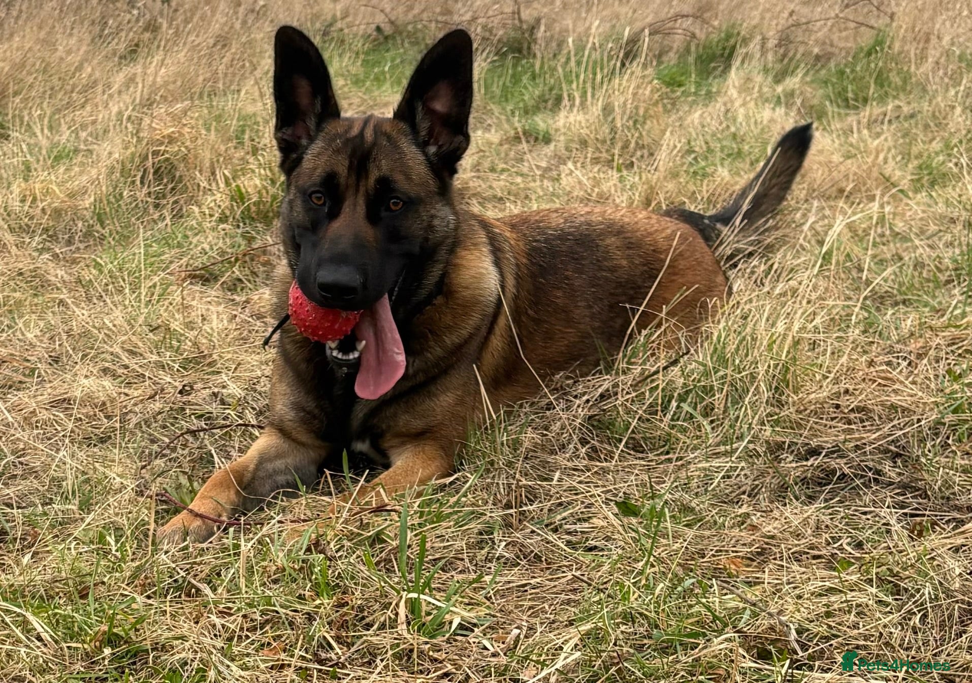 Belgian Shepherd Dog dogs Malinois  - Advert 3