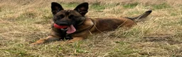 Belgian Shepherd Dog dogs for sale: Malinois  - Advert 1