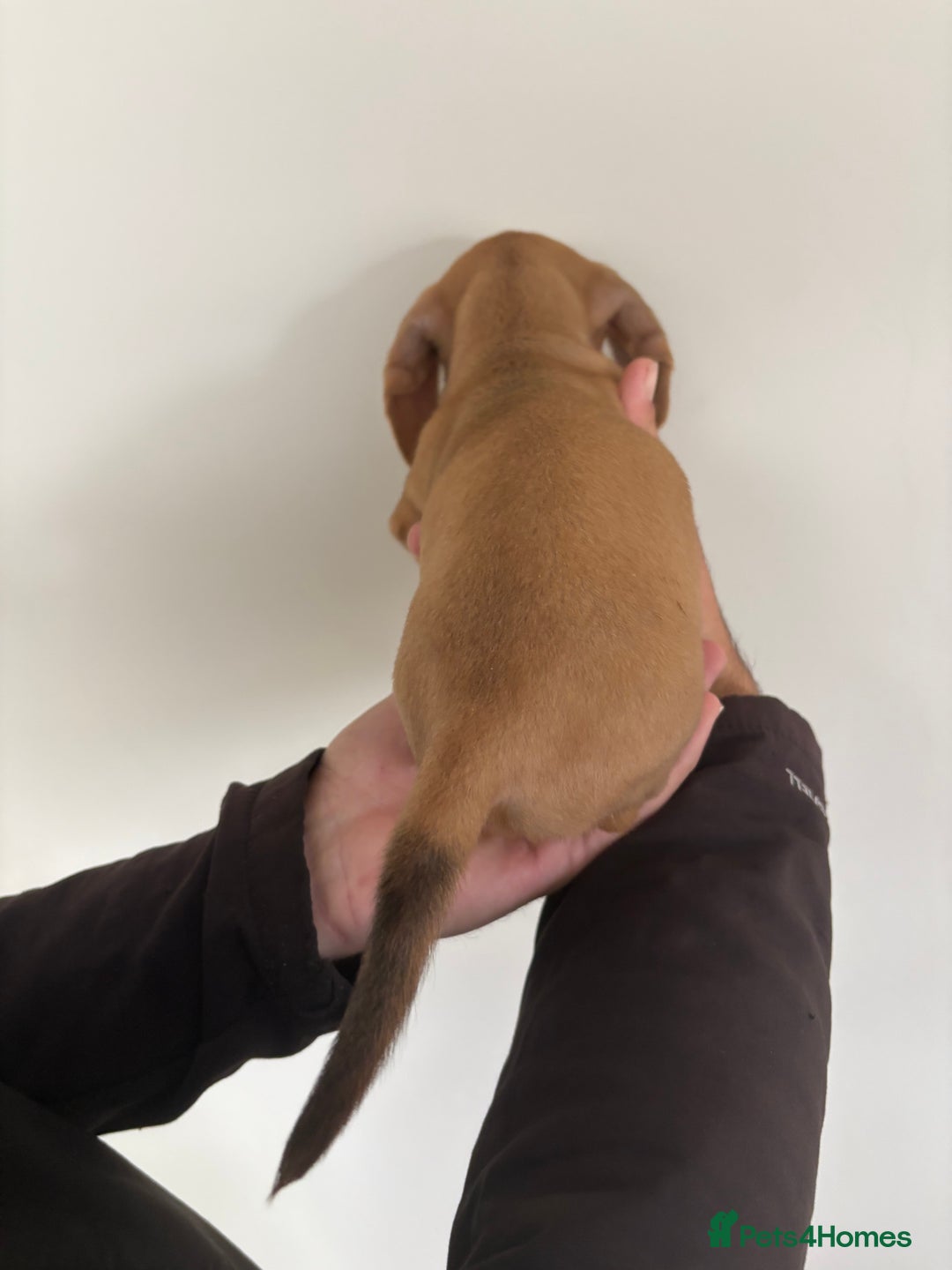 Miniature Dachshund dogs for sale: Gorgeous Long &short haired mini dachshund puppies - Image 23