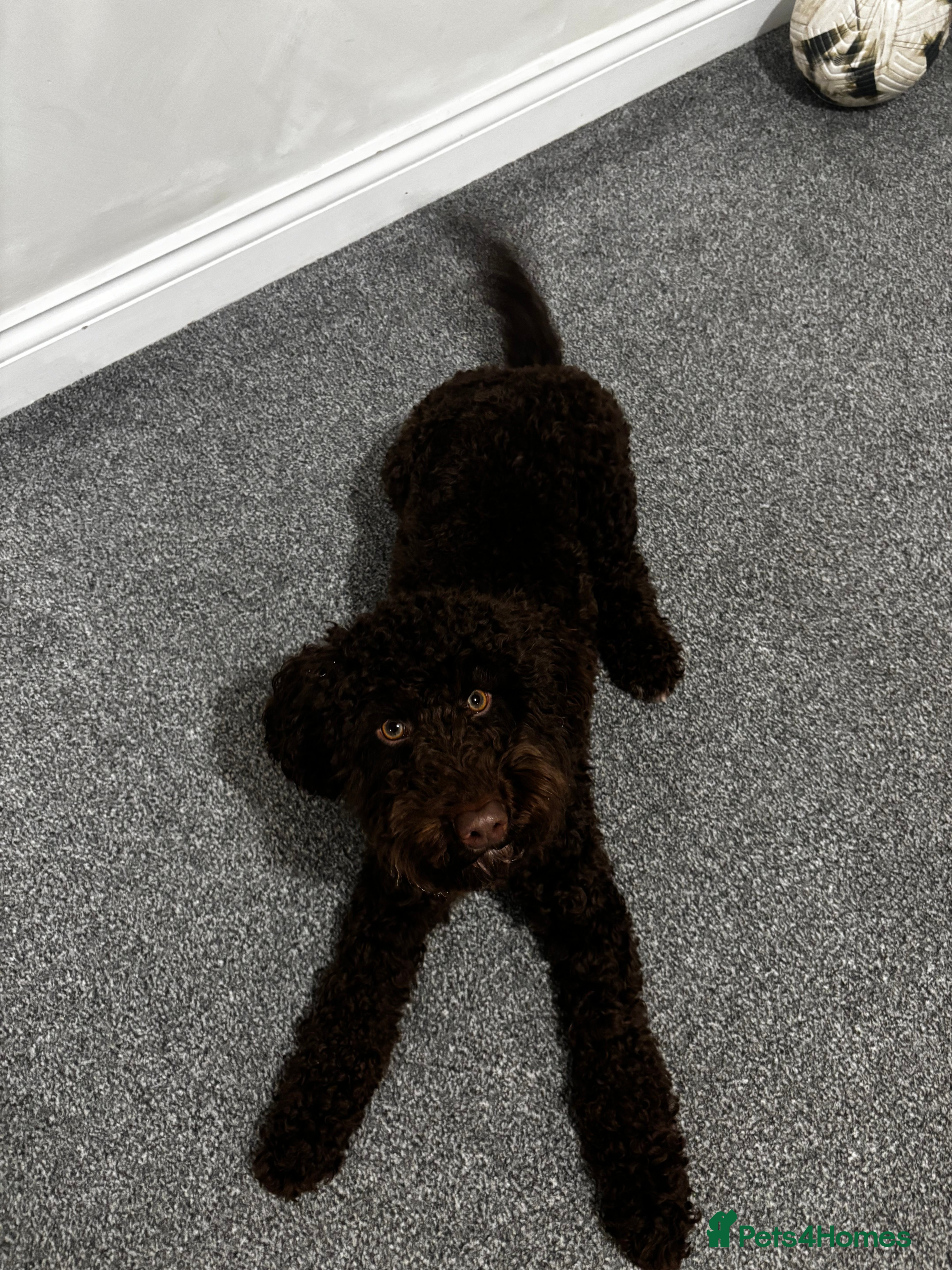 Cockapoo dogs Male cockapoo - Advert 1