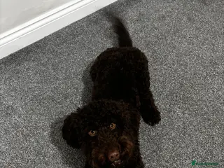 Cockapoo dogs Male cockapoo - Advert 12