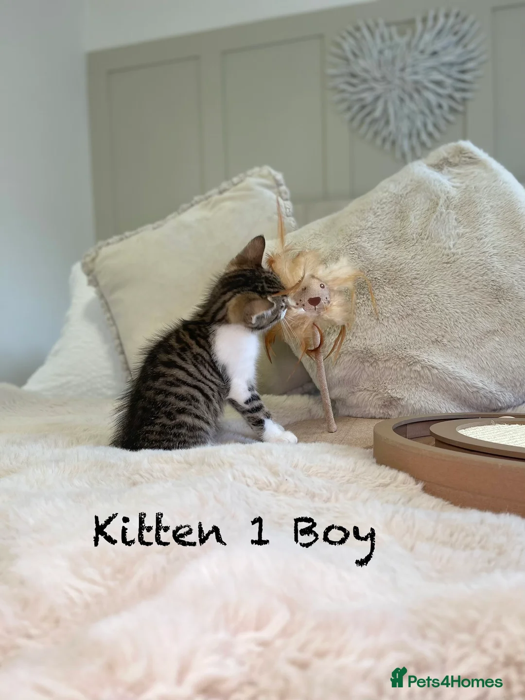 Mixed Breed cats for sale: Stunning kittens 8 weeks old ready now  - Advert 5