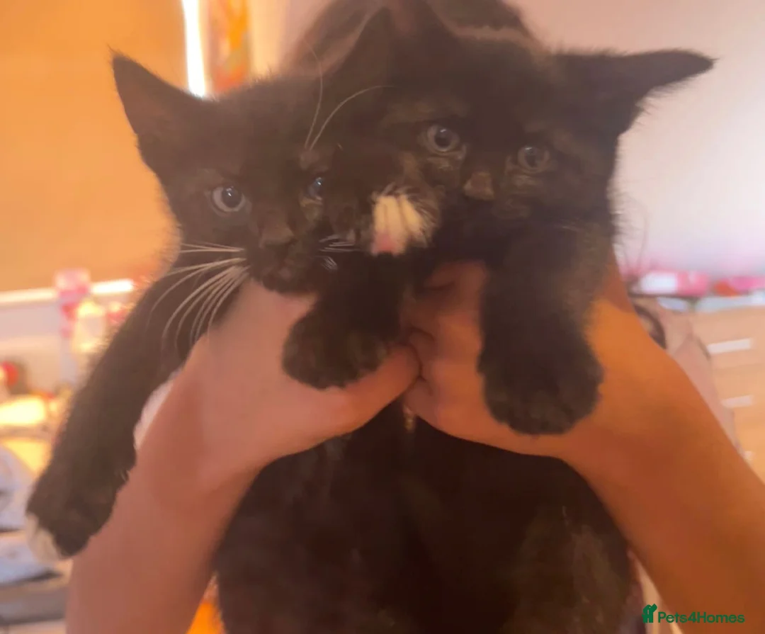 Mixed Breed cats for sale: URGENT sales of two kittens - Advert 1
