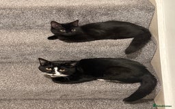 British Shorthair cats for sale: Bombay and tux pair, looking for forever home!  - Advert 1