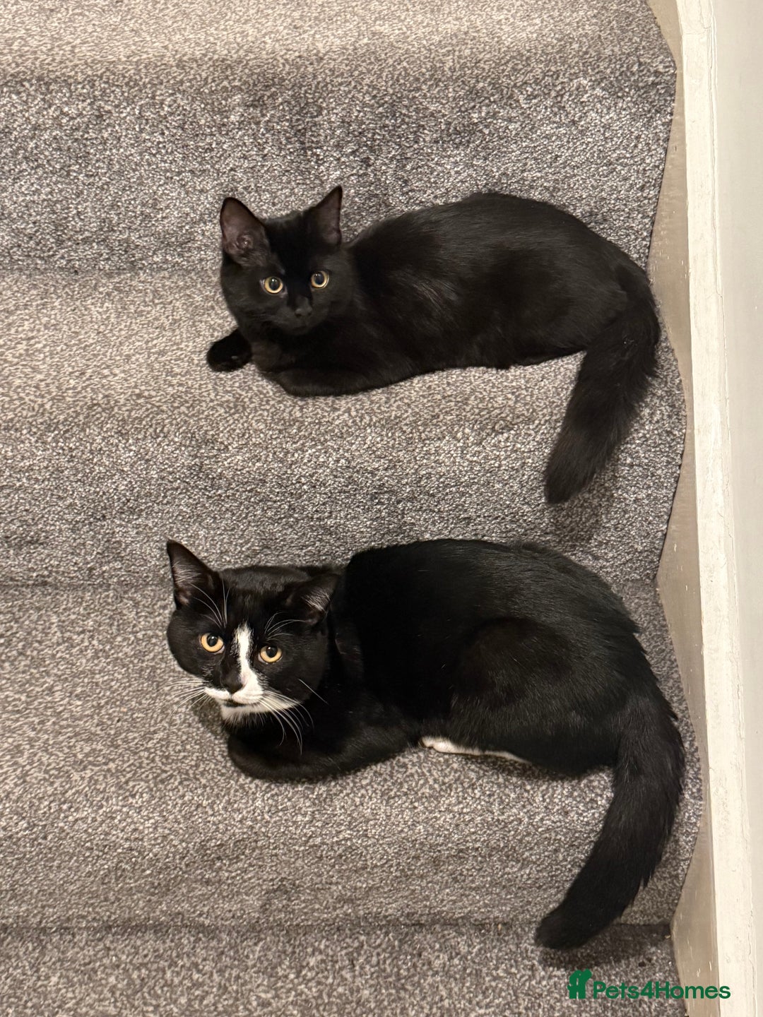 British Shorthair cats for sale: Bombay and tux pair, looking for forever home!  - Advert 1