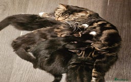 Mixed Breed cats for sale: adorable kittens are looking for a new home - Image 19