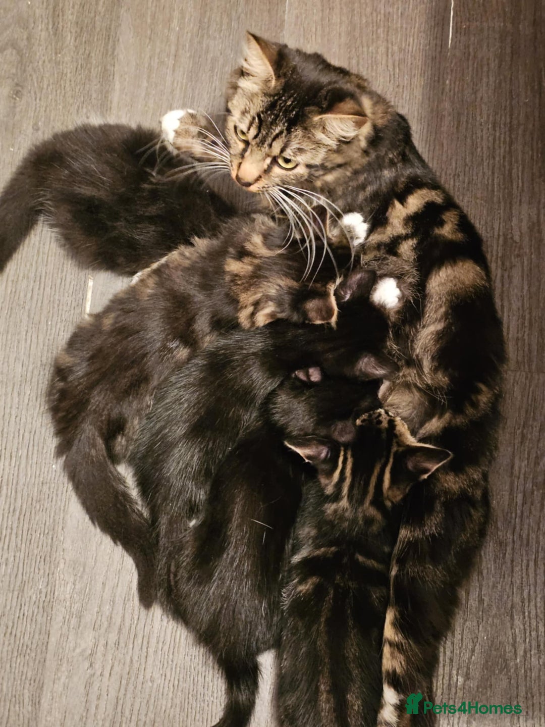 Mixed Breed cats for sale: adorable kittens are looking for a new home - Image 19