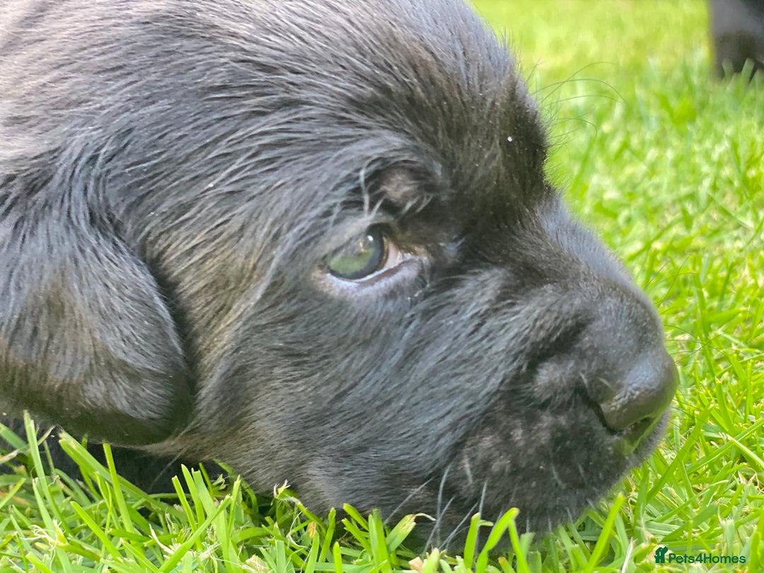 Labrador Retriever dogs for sale: Black Labrador puppies  - Image 4