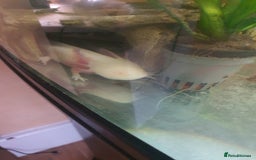 Axolotl reptiles for sale: Axolotl and tank - Advert 7