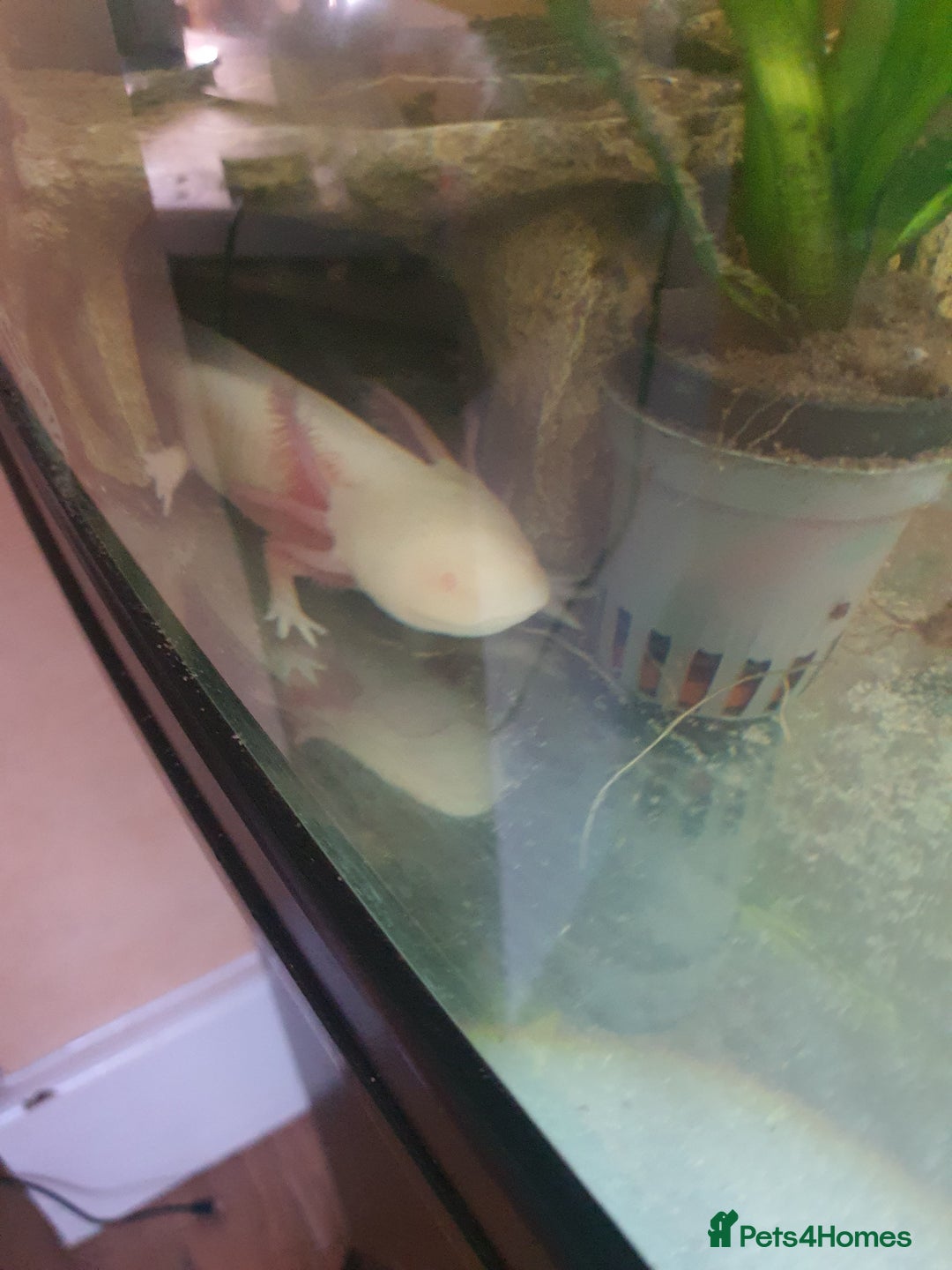 Axolotl reptiles for sale: Axolotl and tank - Advert 7