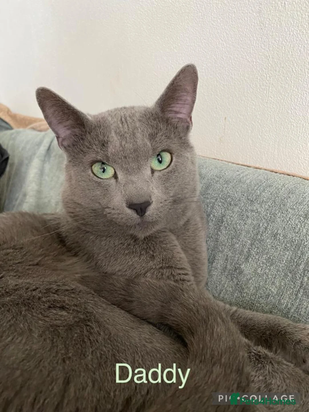 Russian Blue cats for sale: Russian blue kittens - Advert 2