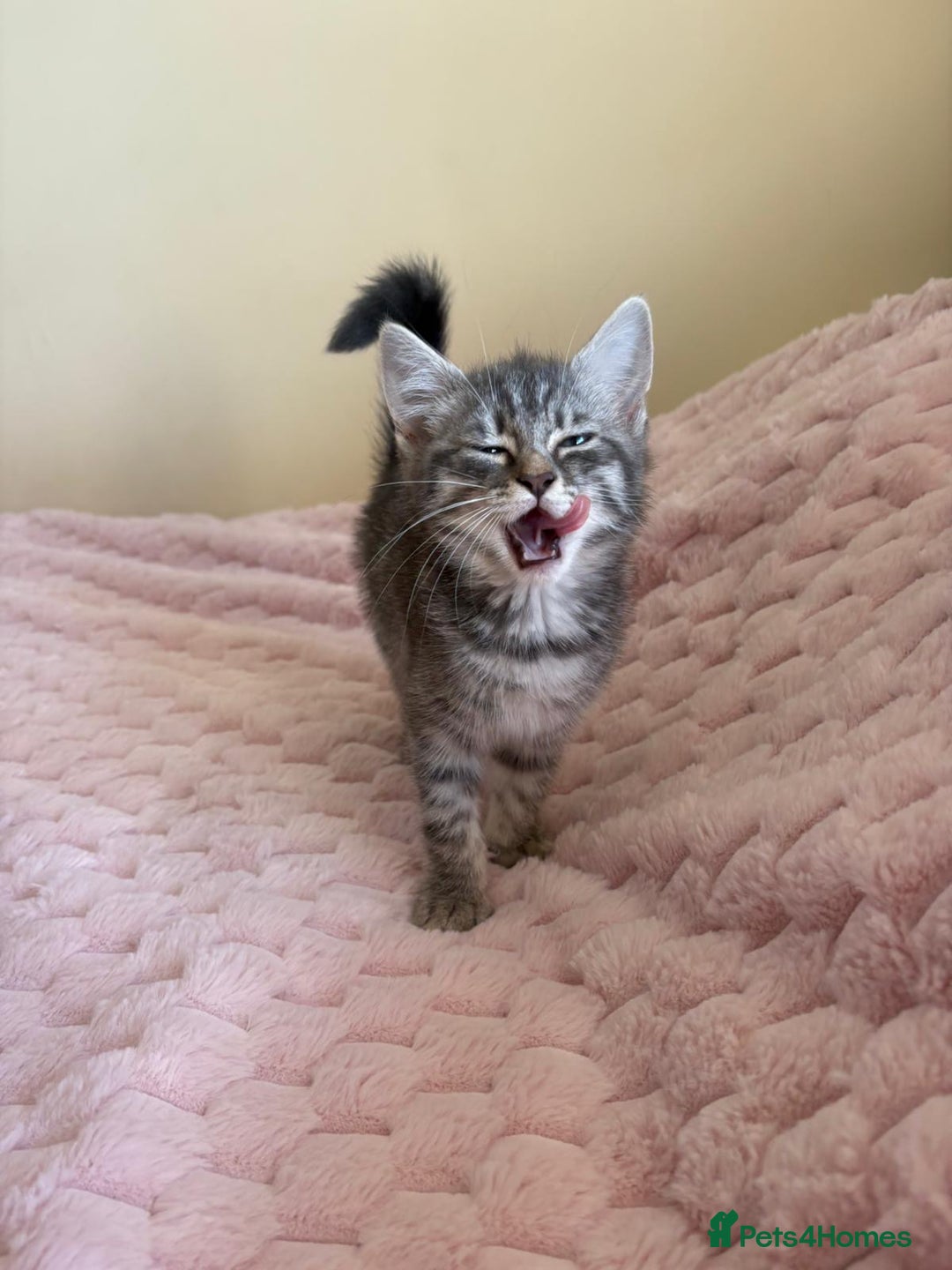 Ragdoll cats for sale: Ragdoll Cross Maine Coon Kitten  - Image 5