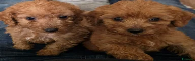Cockapoo 8