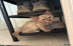 Burmese cats for sale: Beautiful Burmese boys for sale - Image 5