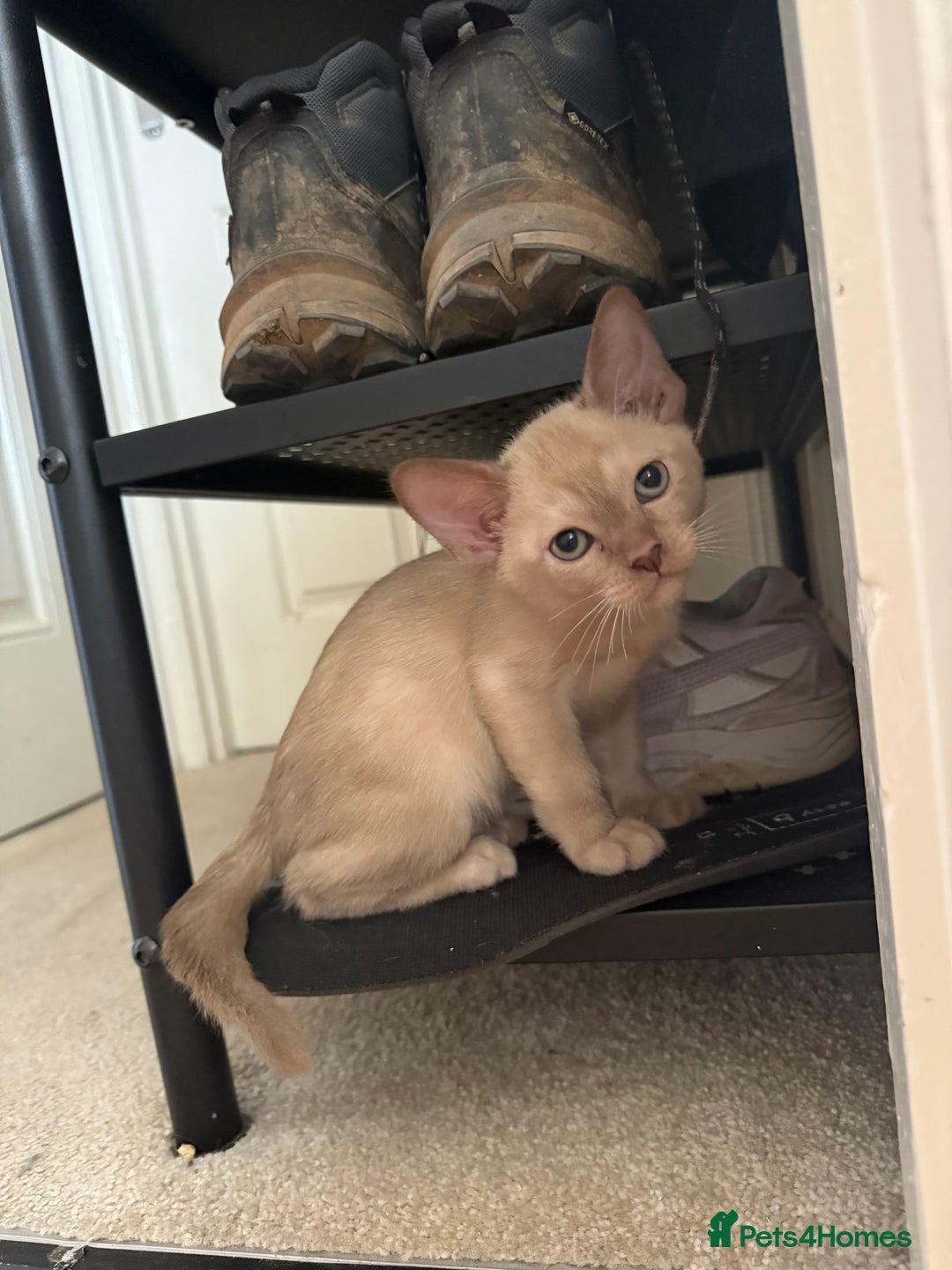 Burmese cats for sale: Beautiful Burmese boys for sale - Image 5