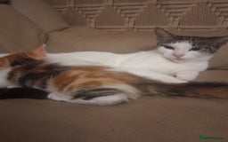 British Shorthair cats for sale: 2 beautiful calico girls - Image 1