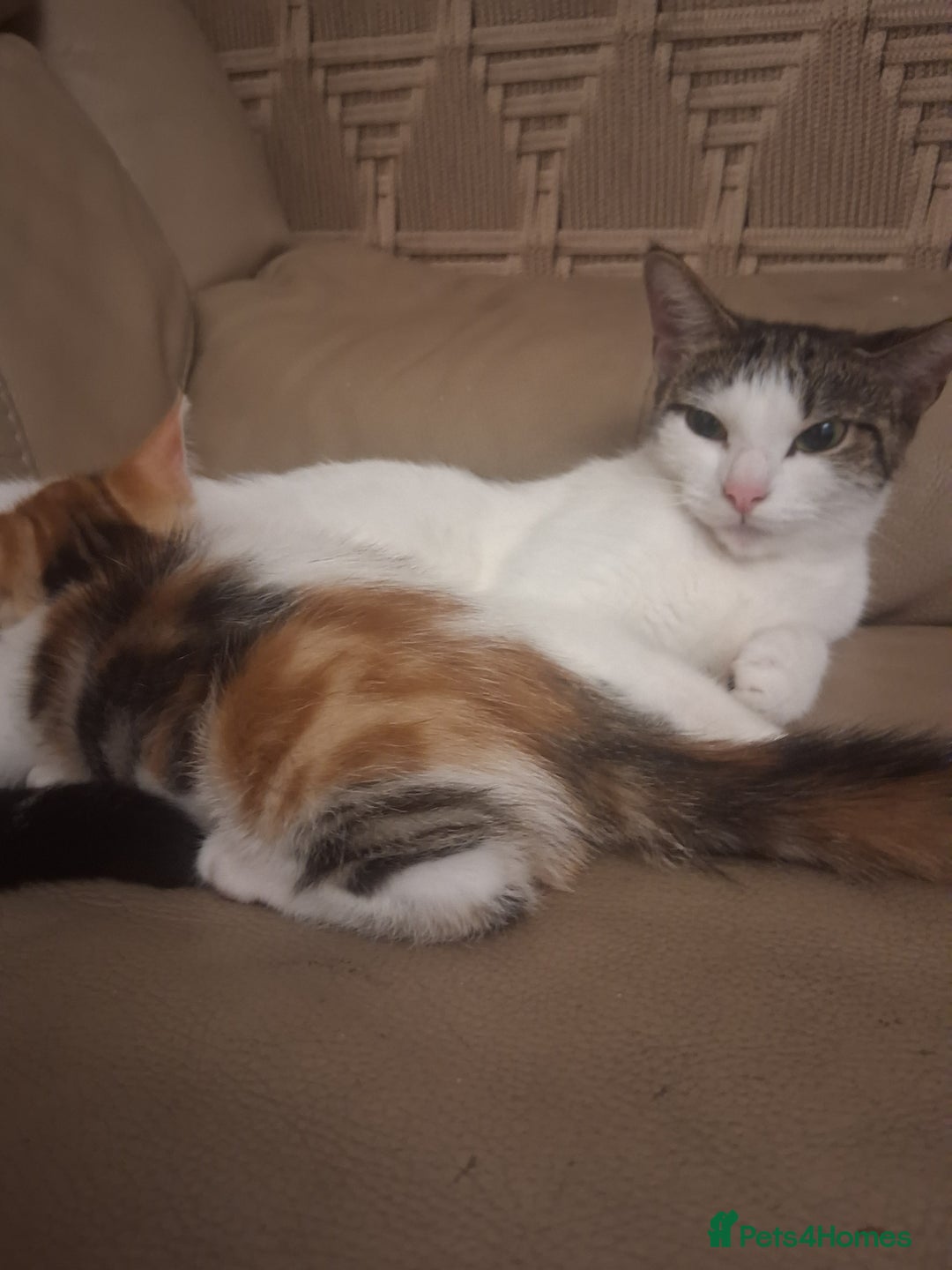 British Shorthair cats for sale: 2 beautiful calico girls - Image 1