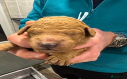 Goldendoodle dogs for sale: Golden doodles f1b - Advert 15