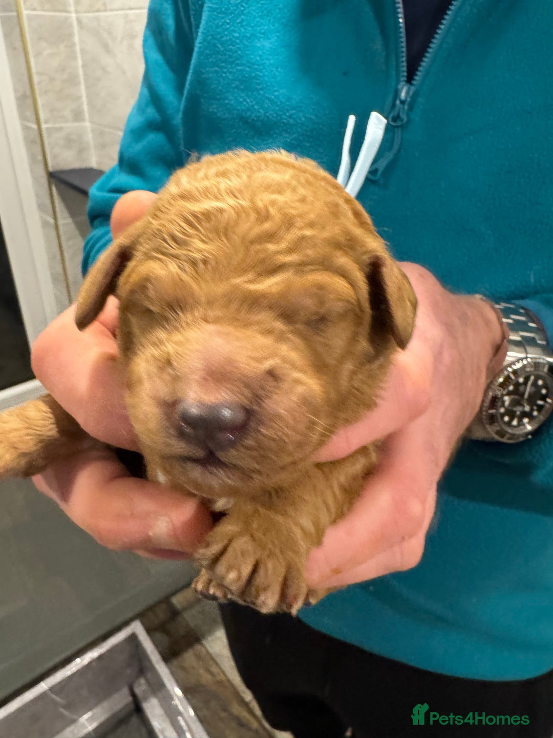 Goldendoodle dogs for sale: Golden doodles f1b - Advert 15