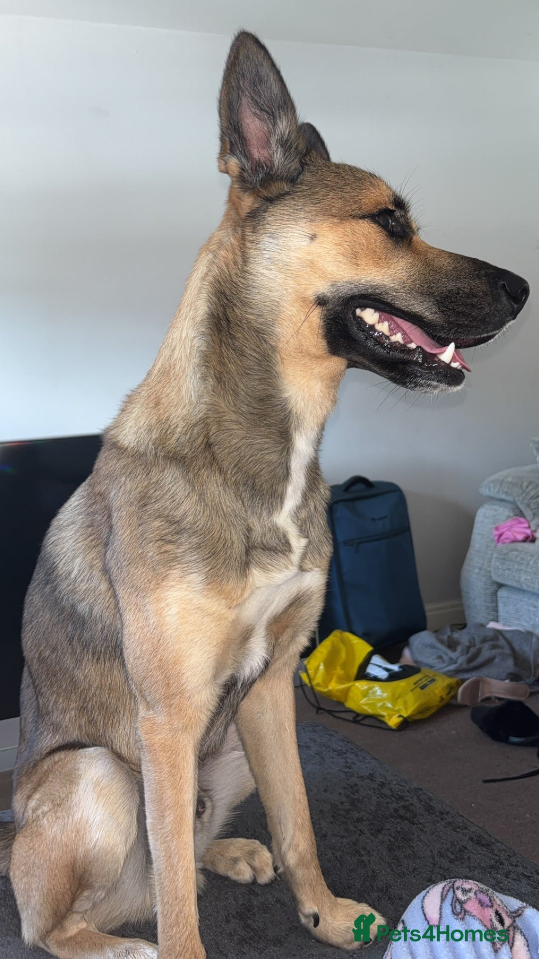 Shepsky dogs for sale: Shepsky  - Image 1