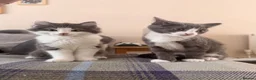 Domestic Shorthair cats for sale: Pair of gorgeous girls &all their bits in Lyme Regis - Advert 6