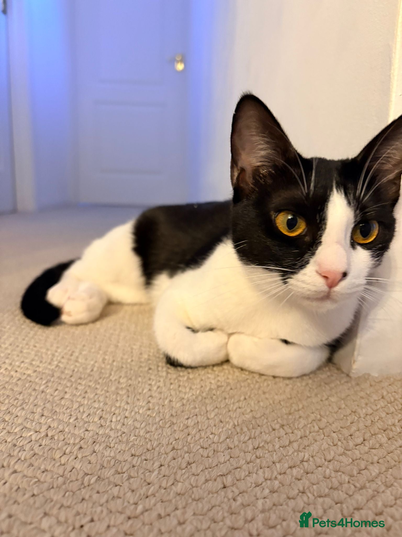 Mixed Breed cats *Indoor cat* Misty:Talkative & Sensitive Soul 🤍🖤 - Advert 1