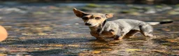 Jackshund dogs for sale: Jack Russell X dachshund for sale - Advert 7