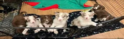 Border Collie dogs for stud: Proven Dual Reg Health Tested Red and White in Doncaster - Advert 21