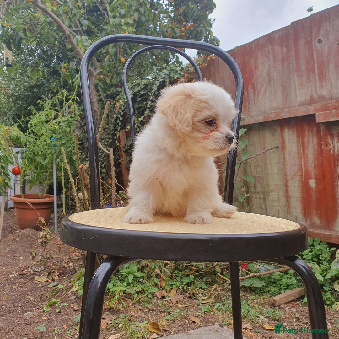 Maltese dogs for sale: Maltese - Image 12