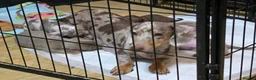 Dachshund dogs for sale: Kc registerd quality miniture daschunds  - Advert 5