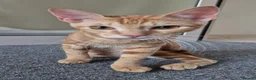 Arabian Mau cats for sale: Meet Mr Bobtail!  - Advert 4