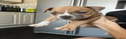 American Bully dogs for sale: Stunning chunky micro pocket Bullies  - Advert 10
