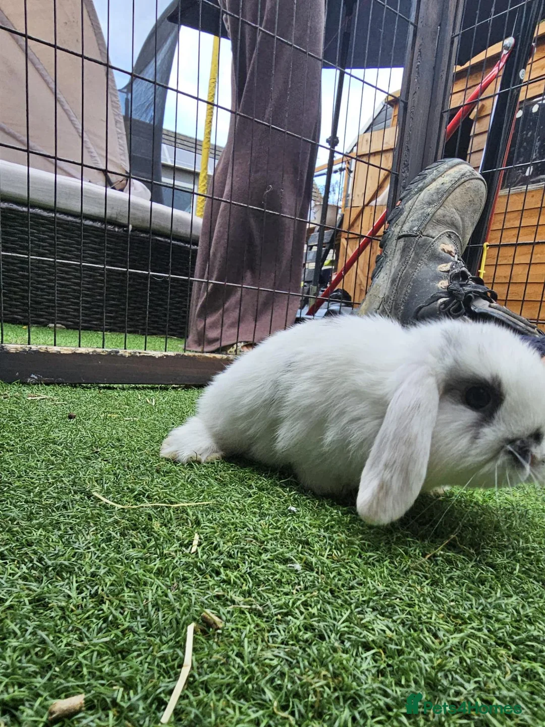 Mini Lop rabbits for sale: Beautiful mini lops for sale 💙🩷 - Advert 32