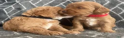 Cockapoo dogs for sale: Cockapoo puppies - Advert 7
