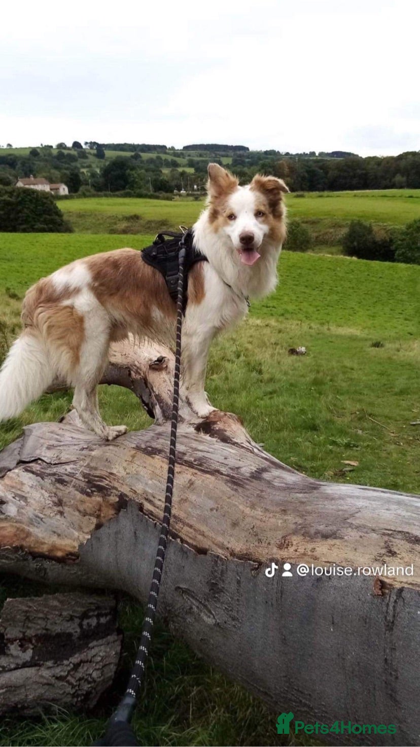 Border Collie dogs STUD  - Advert 1