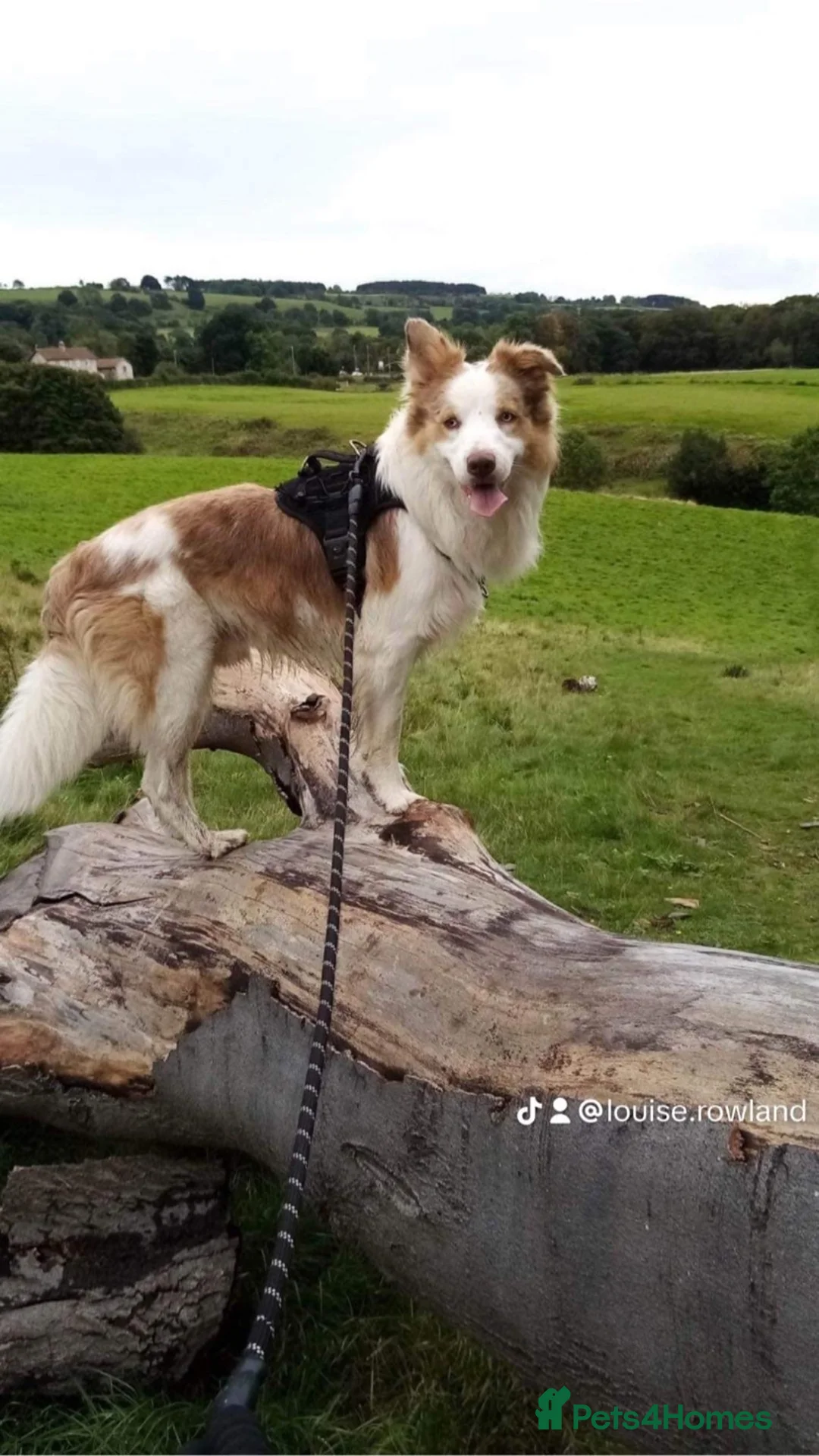 Border Collie dogs for stud: STUD  - Advert 1