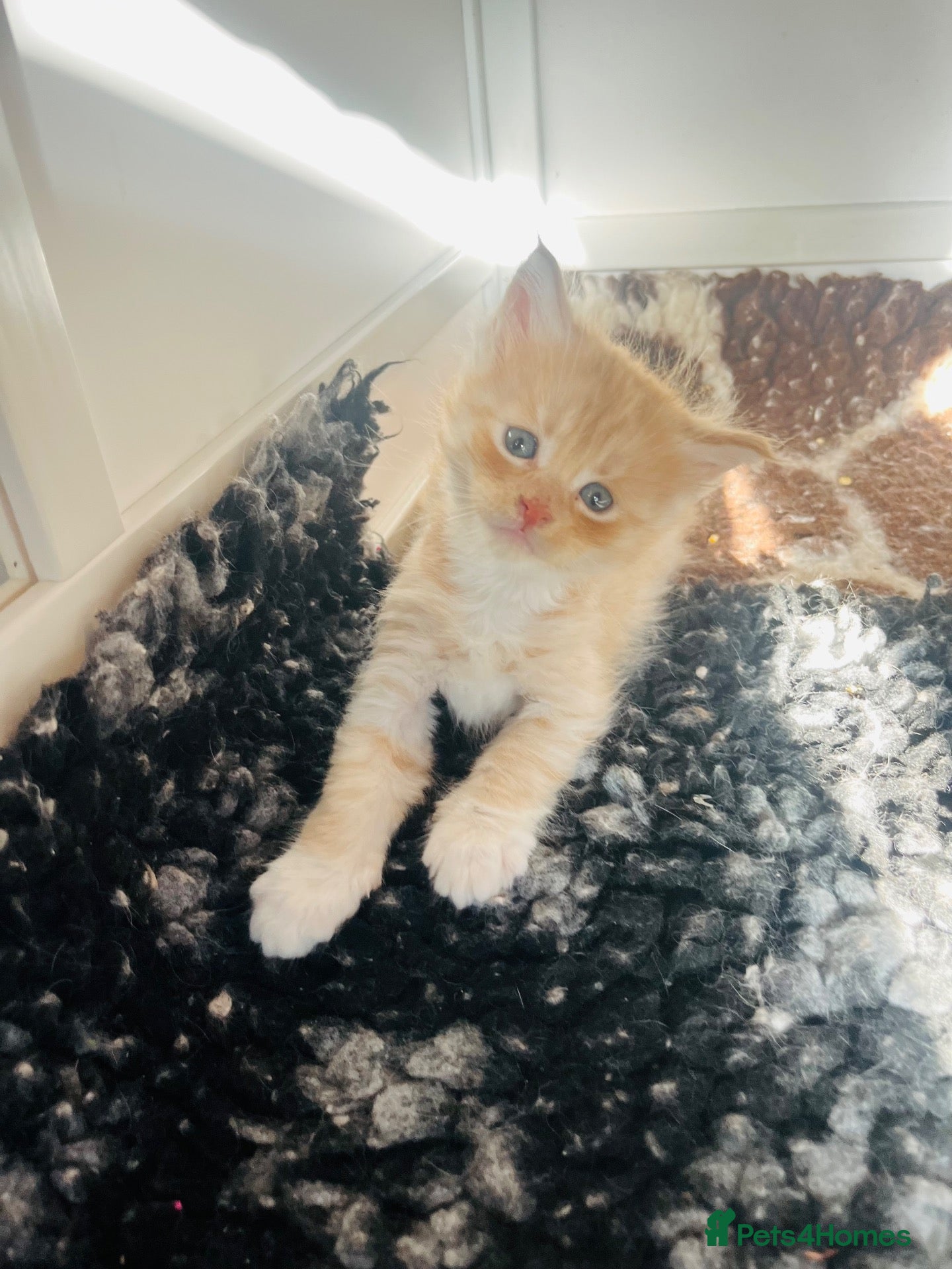 Maine Coon cats Pedigree Maine coon kittens  - Advert 1