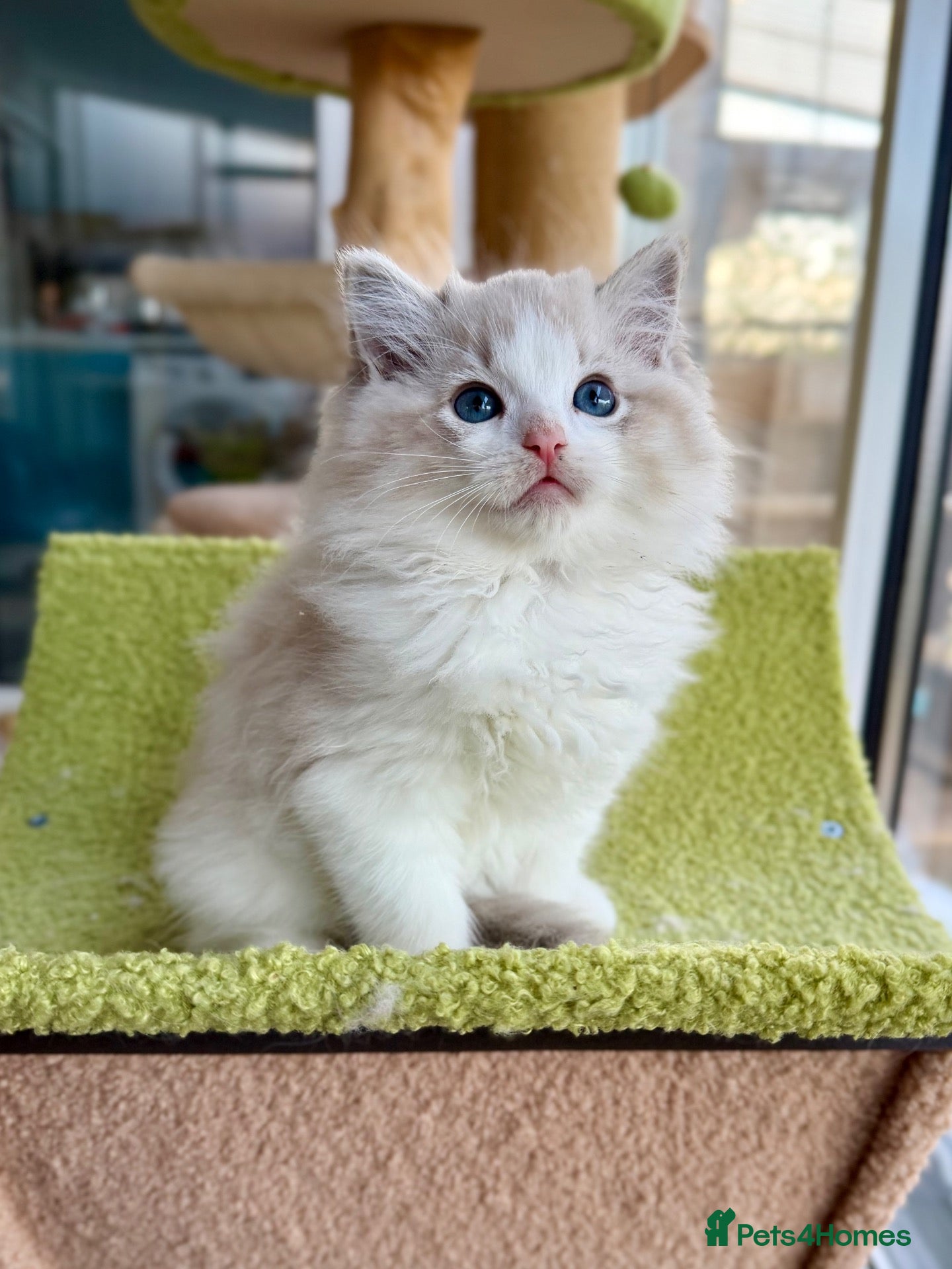Ragdoll cats TICA registered ragdoll kittens - Advert 2