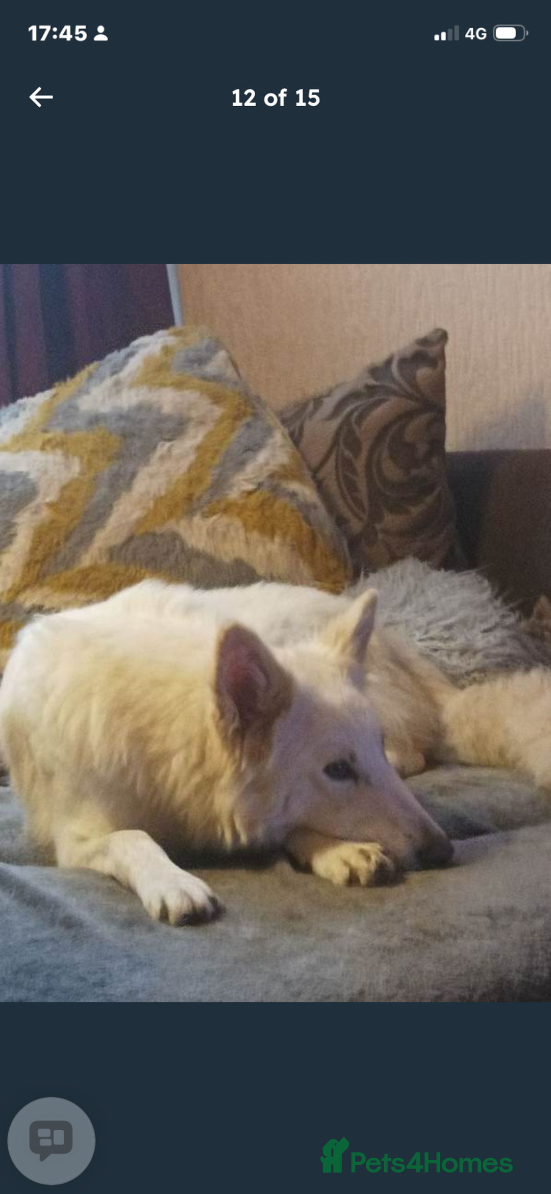 Mixed Breed dogs for sale: Northern Inuit x apricot German Shepherd - Advert 6