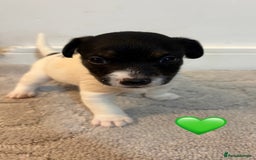 Jack Russell dogs for sale: 5 JACK RUSSEL PUPPIES - Image 4