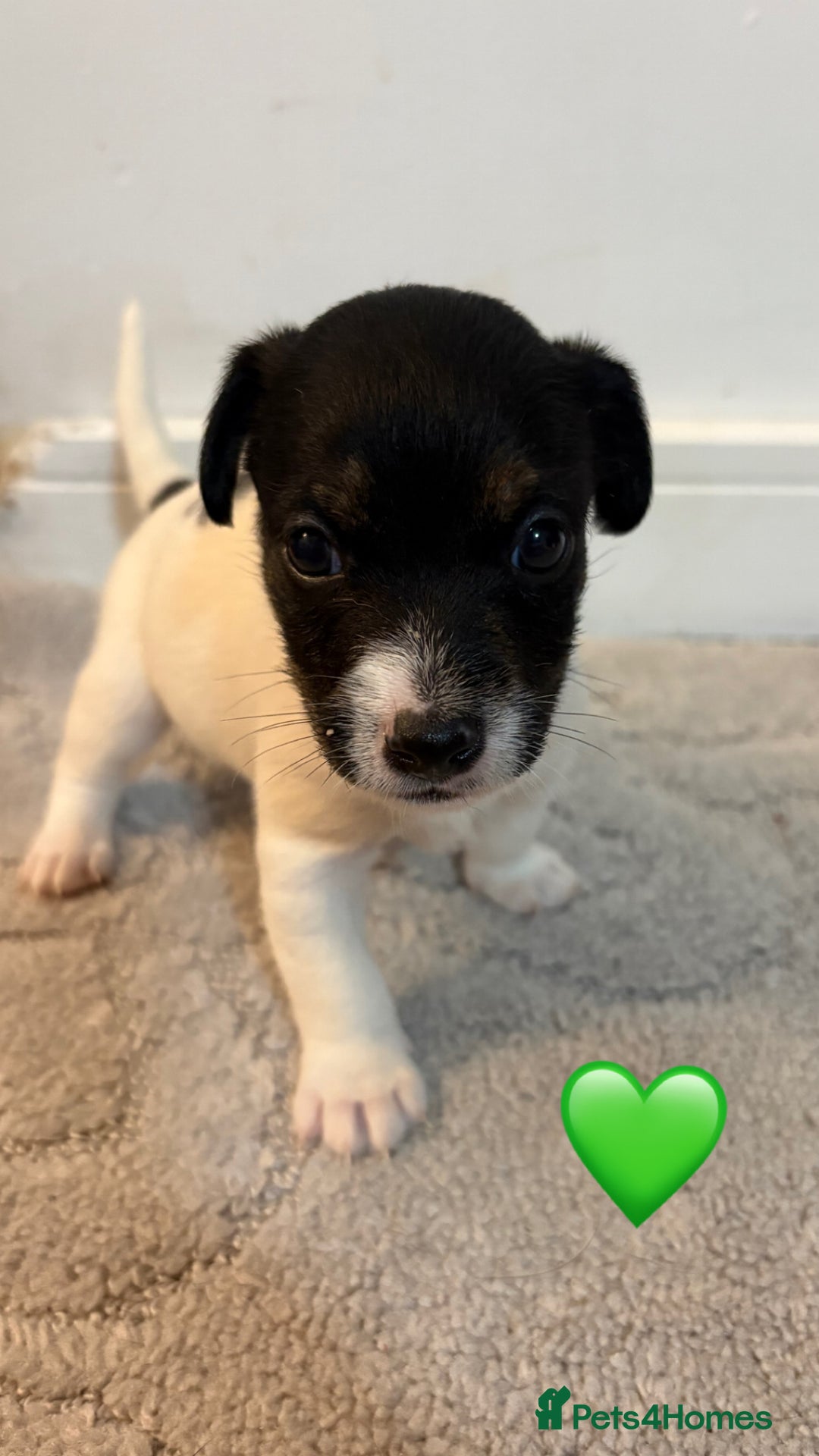 Jack Russell dogs for sale: 5 JACK RUSSEL PUPPIES - Image 4