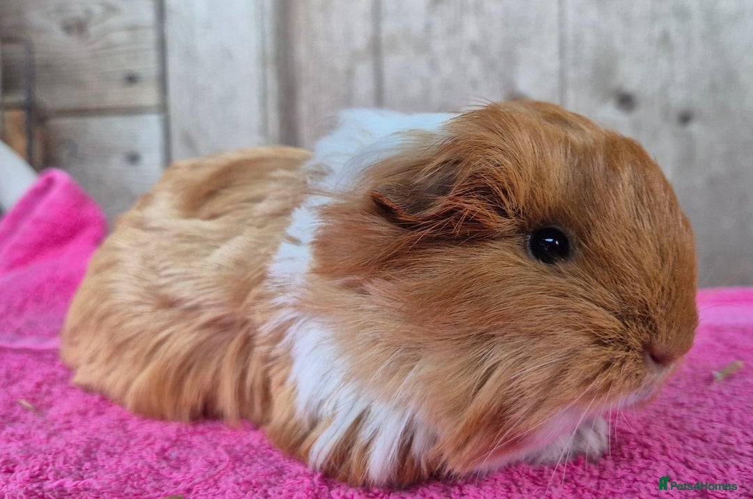 Guinea Pig rodents for sale: Baby sheltie boars - Advert 3