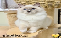 Ragdoll cats for sale: 🐾🩷*TICA REG* EU RAGDOLL KITTENS🌟 DNA CLEAR 🩵🐾 - Image 7