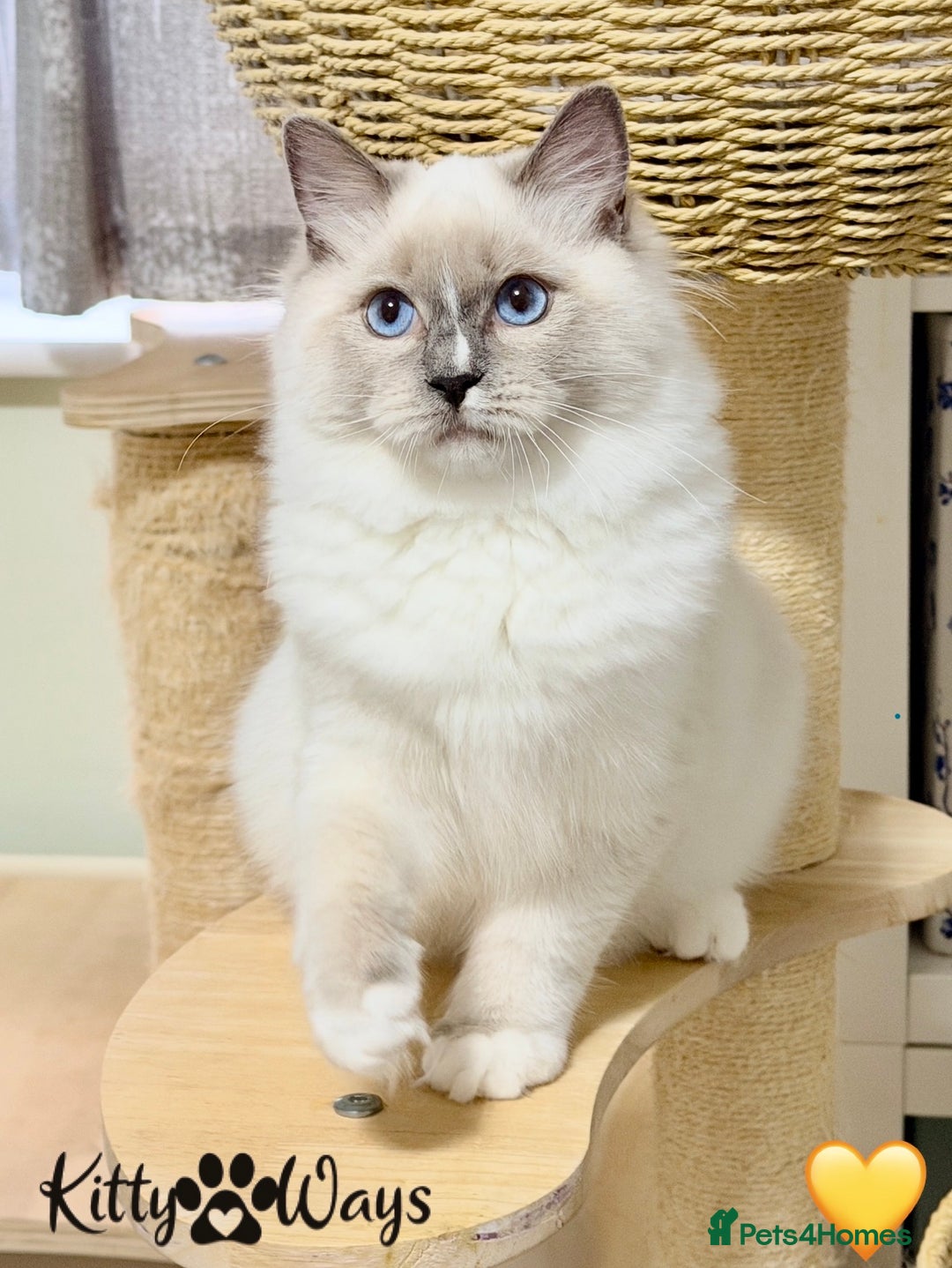 Ragdoll cats for sale: 🐾🩷*TICA REG* EU RAGDOLL KITTENS🌟 DNA CLEAR 🩵🐾 - Image 7